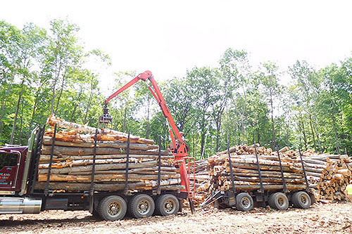 SANNOSUKE WOOD CANADA.INC.